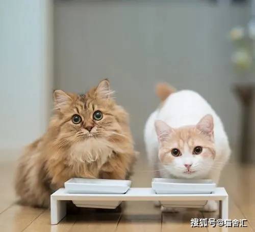 如何做猫舍│猫舍的卫生管理
