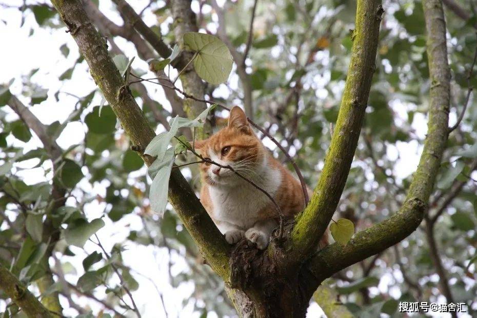 猫咪的登高行为解读