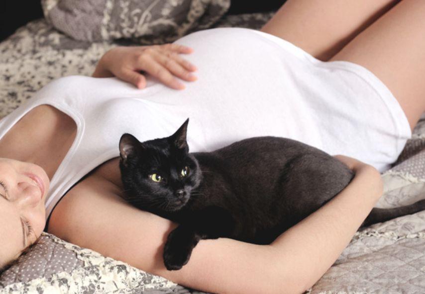 在你的孕期，猫咪会给你带来什么？