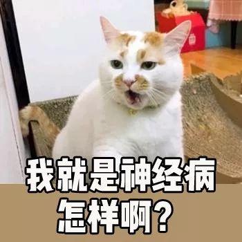为什么同一屋檐下的两只猫，有的和睦相处，有的互相伤害？