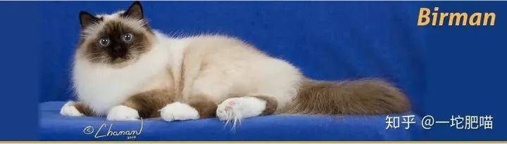 如何做猫舍│猫品种的选择