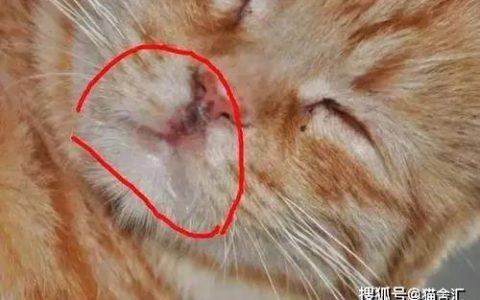 猫舍必看疾病科普│猫杯状病毒