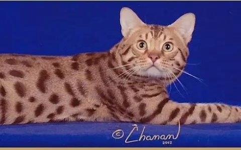 如何做猫舍│小猫的饮食管理