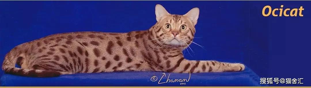 如何做猫舍│小猫的饮食管理