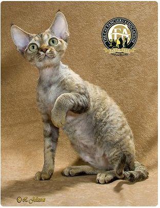 CFA 认证的这 46 个品种猫，你认识几种？（含 3 个考察期品种）