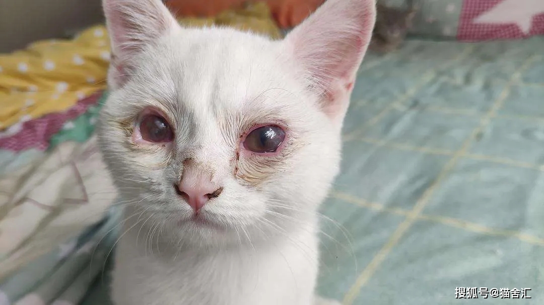 猫舍必看疾病科普│猫鼻支病毒