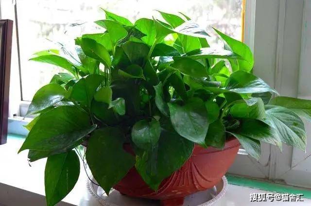 猫舍必备物品清单