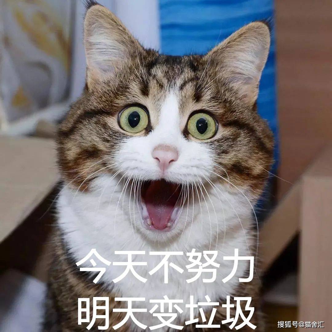 正确社会化训练，如何不让猫“社恐”（一）