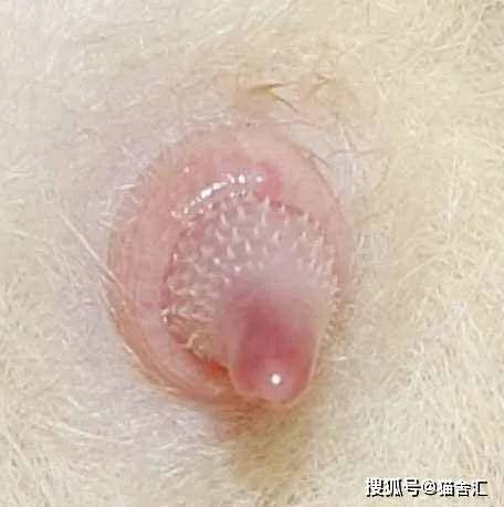 如何做猫舍│怎么在家给猫咪做日常健康检查？