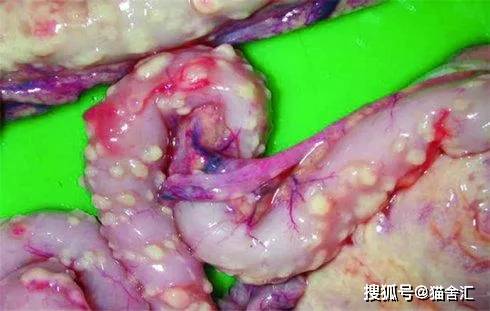 猫舍必看疾病科普│猫冠状病毒与猫传腹的区别