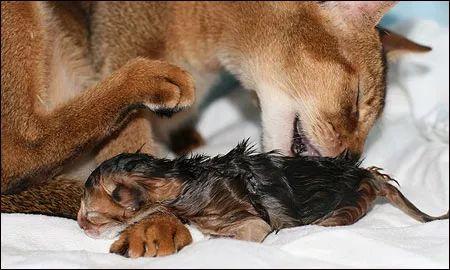 母猫的两种自然分娩方式全图解