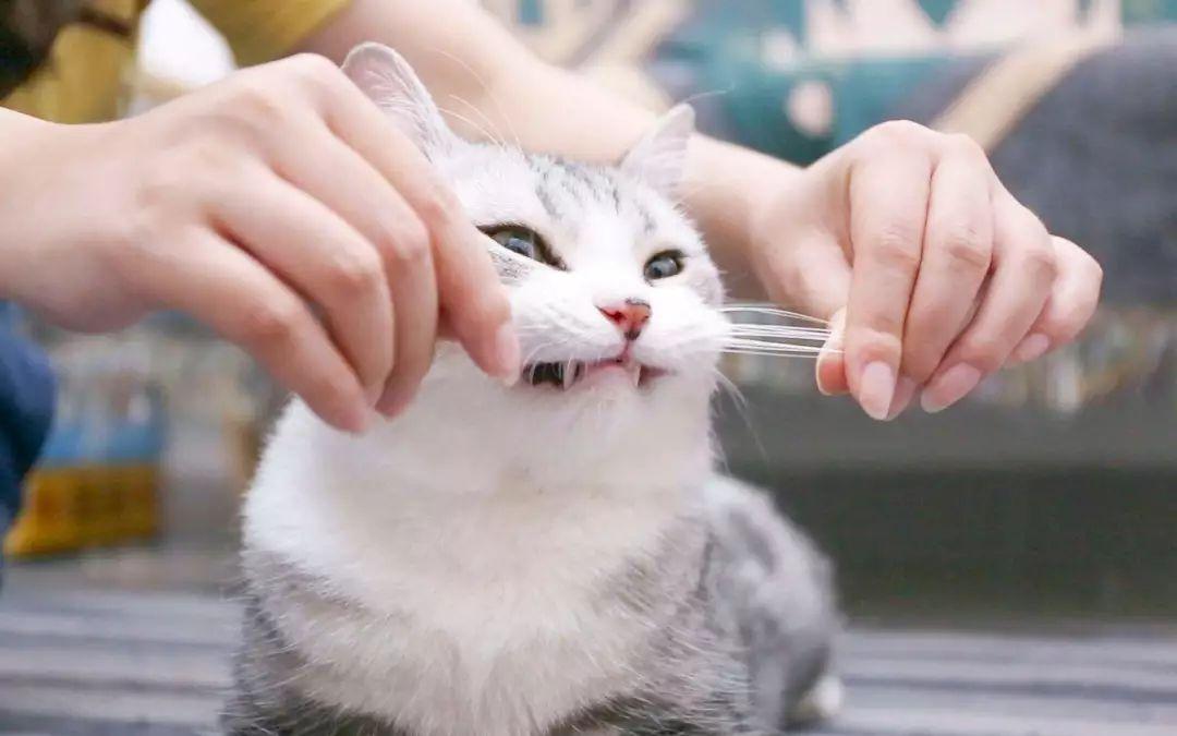 关于猫咪胡须的一些常识