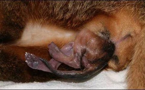 硬核技能：如何正确给猫接生？