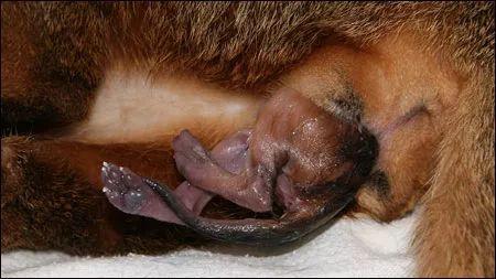 硬核技能：如何正确给猫接生？