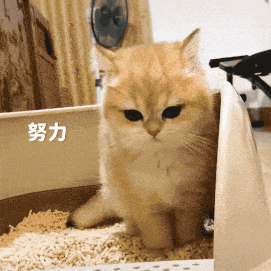 猫舍必看疾病科普│猫巨结肠症：关于成年猫咪便秘那些事...