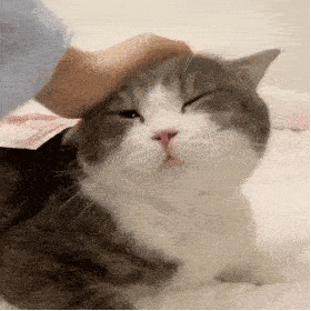 正确社会化训练，如何不让猫“社恐”（一）