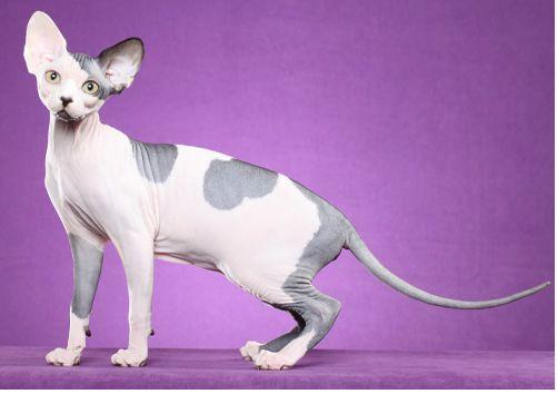 TICA 公开的 79 个品种猫，你认识几个？