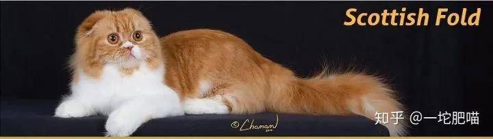 如何做猫舍│猫品种的选择