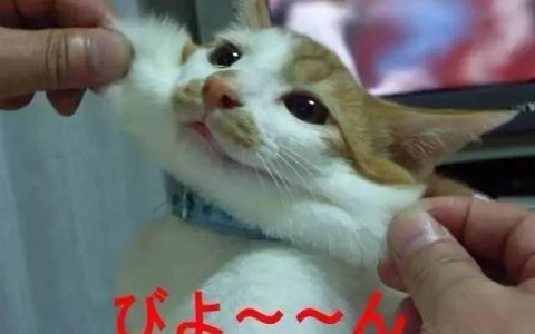 如何做猫舍│患病猫的护理方法