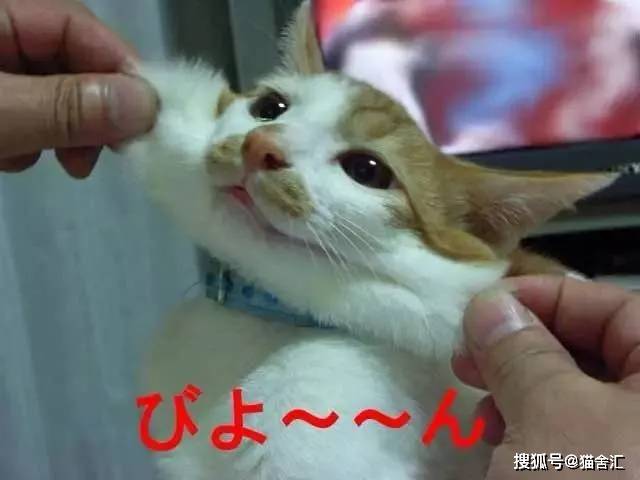 如何做猫舍│患病猫的护理方法