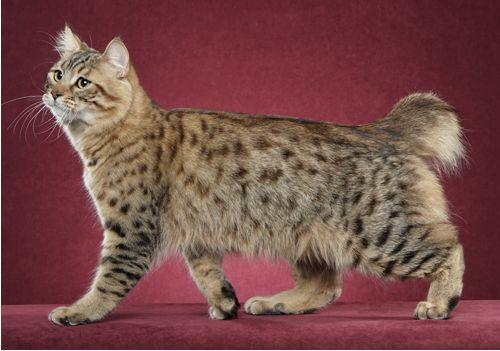 TICA 公开的 79 个品种猫，你认识几个？