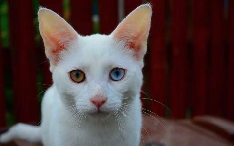 猫咪的“鸳鸯眼”是怎么形成的？