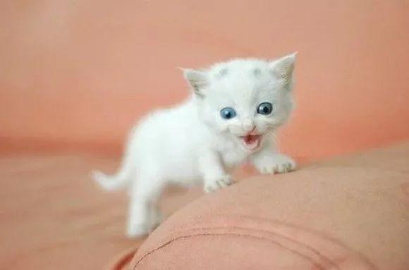 关于猫宝宝的 15 条常识