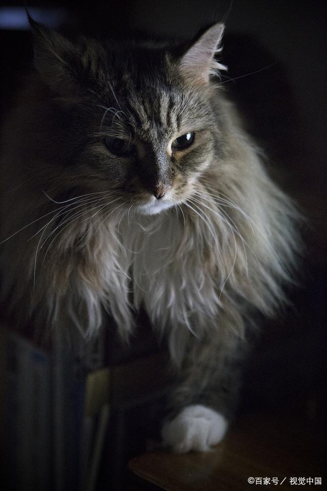 猫咪可能患上心脏病的 5 个症状