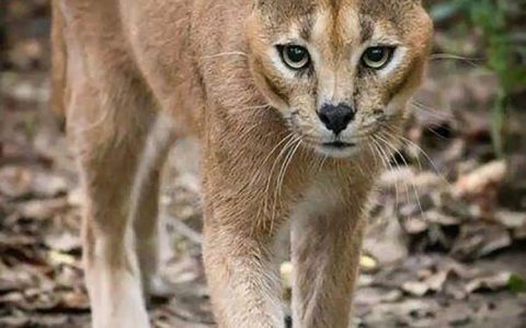 如何高效而科学地给猫减肥？