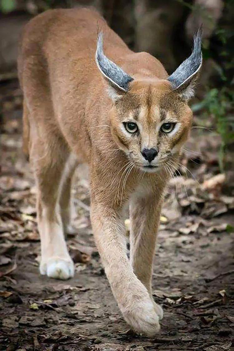 如何高效而科学地给猫减肥？