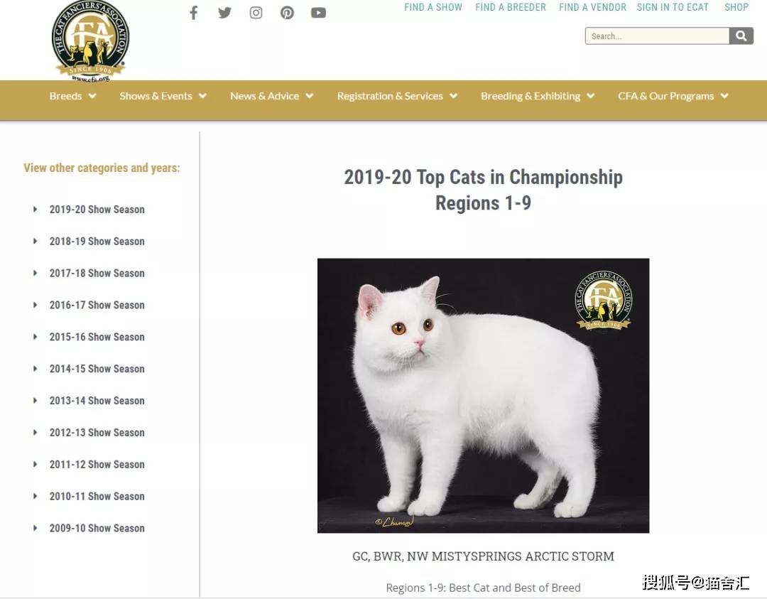 如何做猫舍│深入了解一个品种猫，该从哪些方面入手？