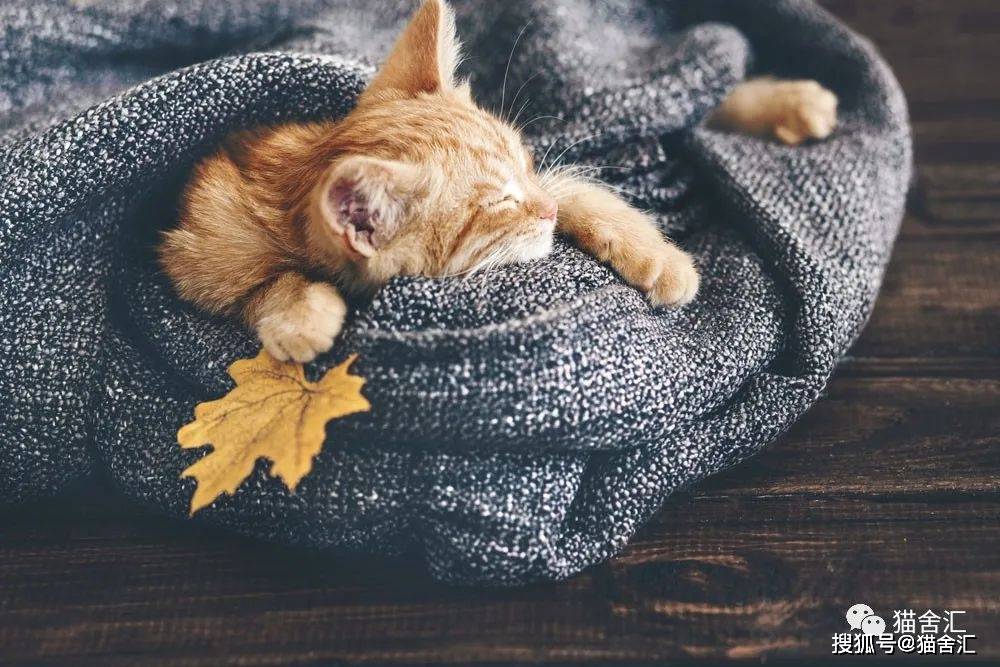 猫舍必看疾病科普│猫咪隐形杀手:肥厚性心肌病