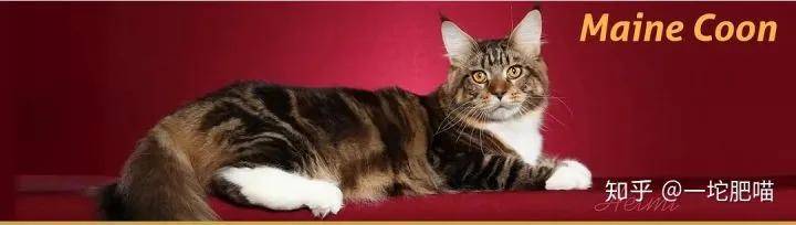 如何做猫舍│猫品种的选择