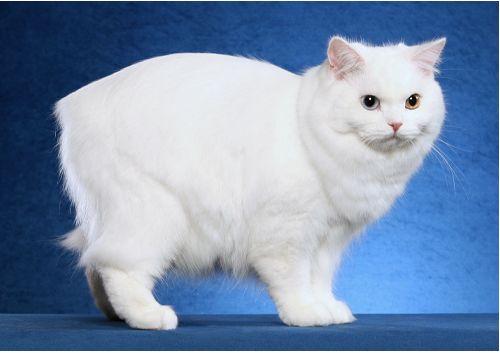 TICA 公开的 79 个品种猫，你认识几个？