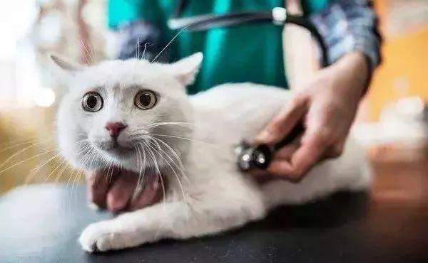 猫咪口臭，该怎么办？