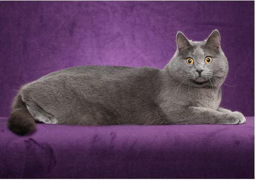 TICA 公开的 79 个品种猫，你认识几个？