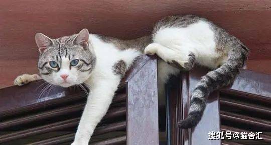 猫咪的登高行为解读