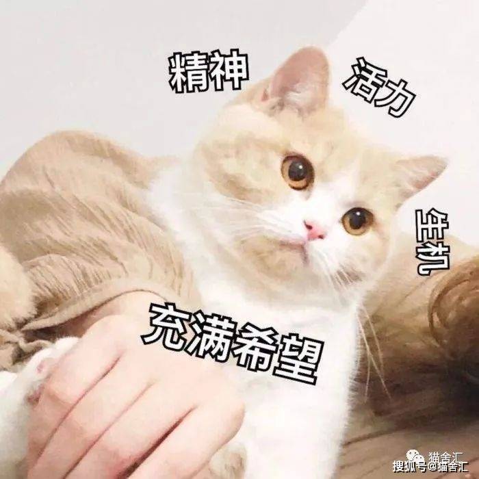 关于猫的血型，99%的铲屎官不知道的事