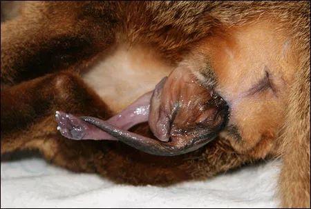 母猫的两种自然分娩方式全图解