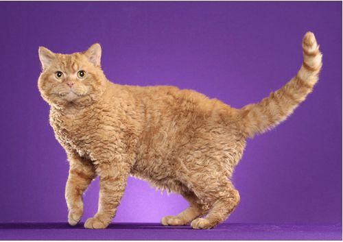 TICA 公开的 79 个品种猫，你认识几个？