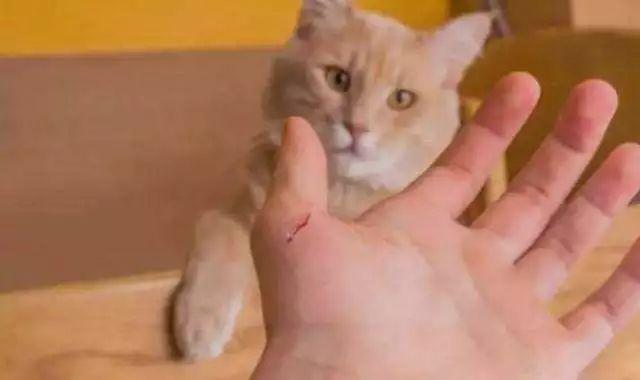 两只猫打架，你该怎么办？