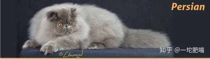 如何做猫舍│猫品种的选择