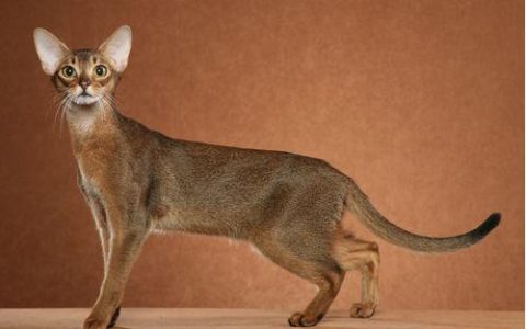 TICA 公开的 79 个品种猫，你认识几个？