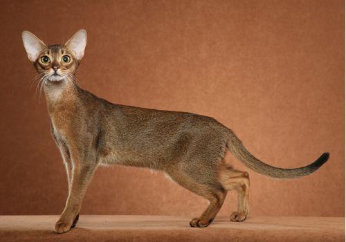 TICA 公开的 79 个品种猫，你认识几个？