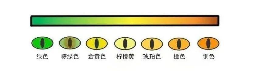 猫咪的“鸳鸯眼”是怎么形成的？