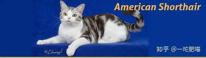 如何做猫舍│猫品种的选择
