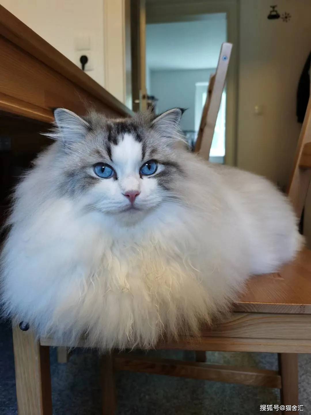 如何做猫舍│深入了解一个品种猫，该从哪些方面入手？