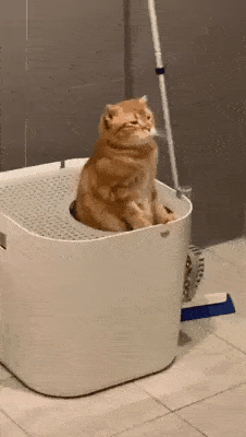 猫咪的某些“怪癖”可能是健康出了问题！