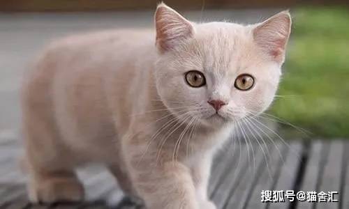 如何做猫舍│小猫的饮食管理