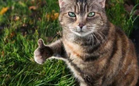 这些气味，猫咪都不喜欢！